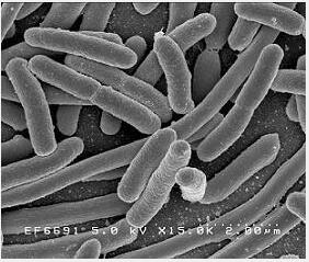 Nitrite degradation agent